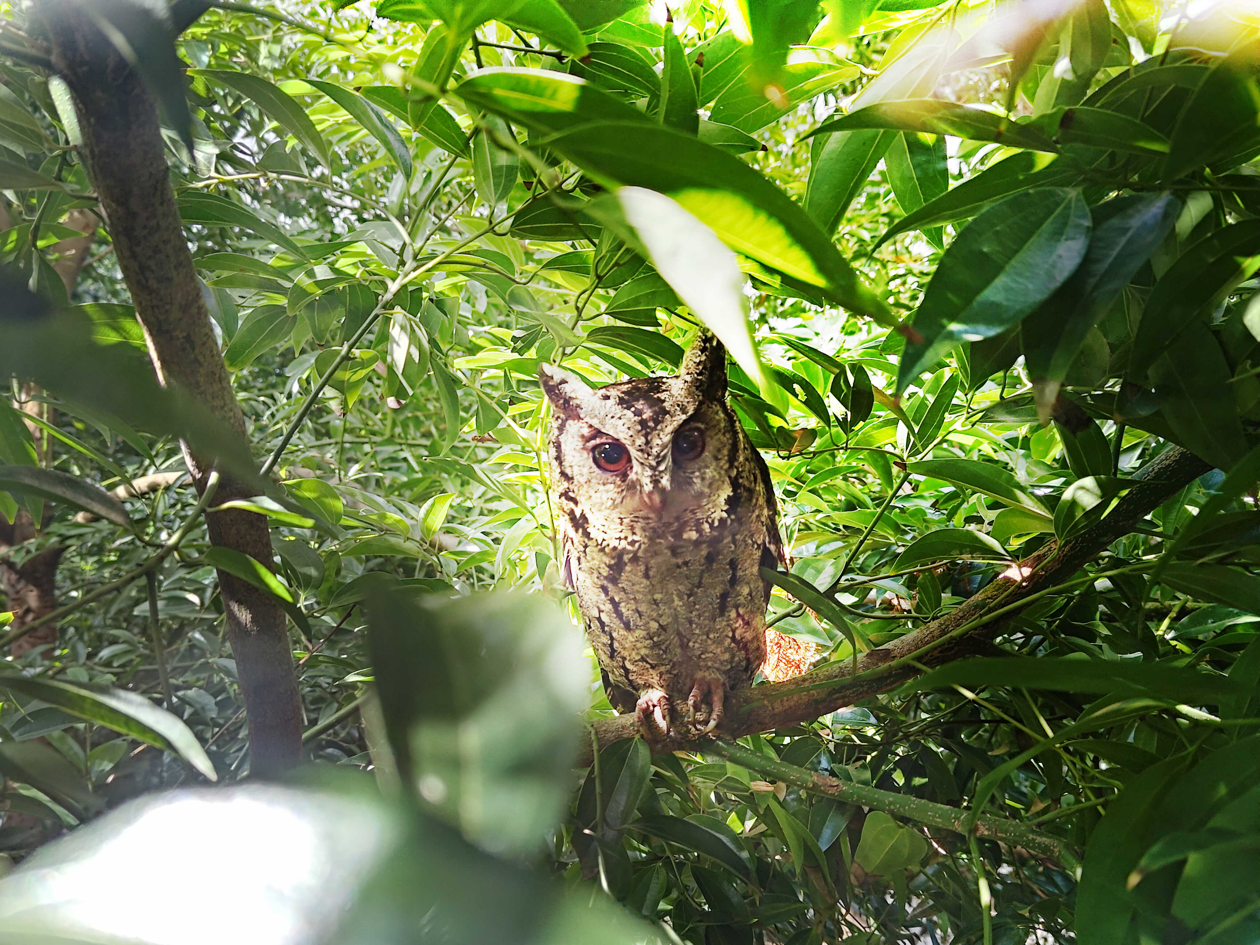 LEYU�پW(w��ng)�����ᳫ����G������16���ԁ���ȫ����S�^(q��)ֲ������f�ã���͸��S�^(q��)��ľεȻ���֣��q��ɭ�ֹ��S���ɞ��S������ė�Ϣ��